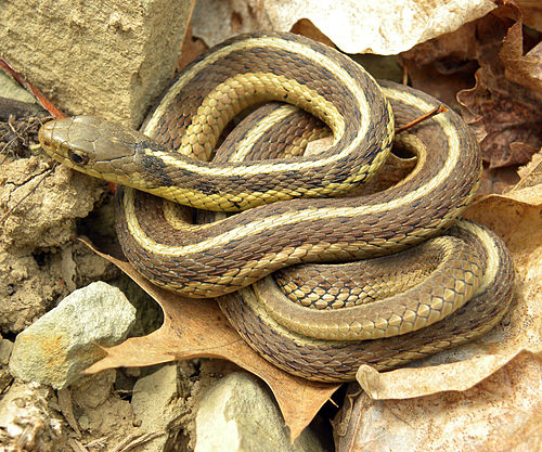 common garter snake